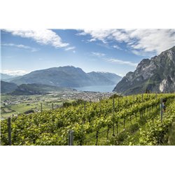 Furlet  IGT Dolomiti Rosso 2021 Az.Agr. Furletti