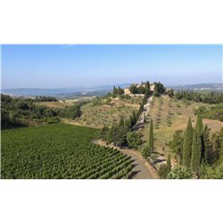 Brunello di Montalcino  Docg 2017  Castel giocondo - Frescobaldi