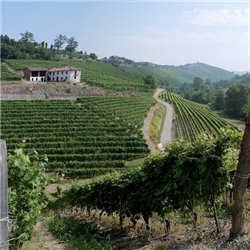 Az. Agr. Pelissero -  Langhe Rosso DOC  Barbera d'Alba Piani  2020  0,75 L.