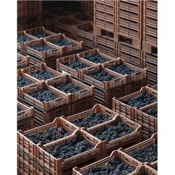 La Grola Veronese I.G.T.  2019 - Allegrini 0,7 L.