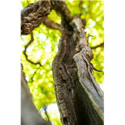 Red Point Enantio Terradeiforti DOC 2020  Roeno