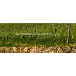 copy of Conegliano Valdobbiadene D.O.C.G. Extradry Prosecco Superiore Millesimato  - BiancaVigna