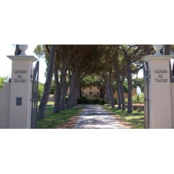 Vermentino Bolgheri doc 2015 Tenuta Guado al Tasso (Antinori)
