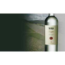 Grappa Tignanello 40° Antinori