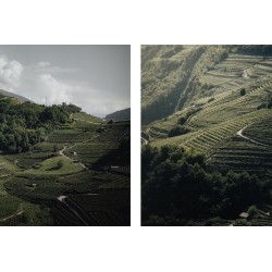 Distilleria Pilzer - Grappa Teroldego 43 ° - 0.70 L.
