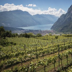 Azienda Agricola Comai - Busat Rosso 2021  IGT Rosso Vigneti delle Dolomiti - 0,75 L.