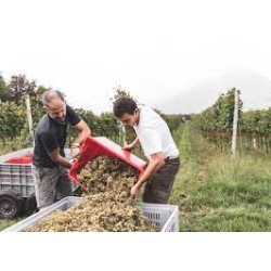 Maso Calliari - Macri Bianco    - 0,75 l.