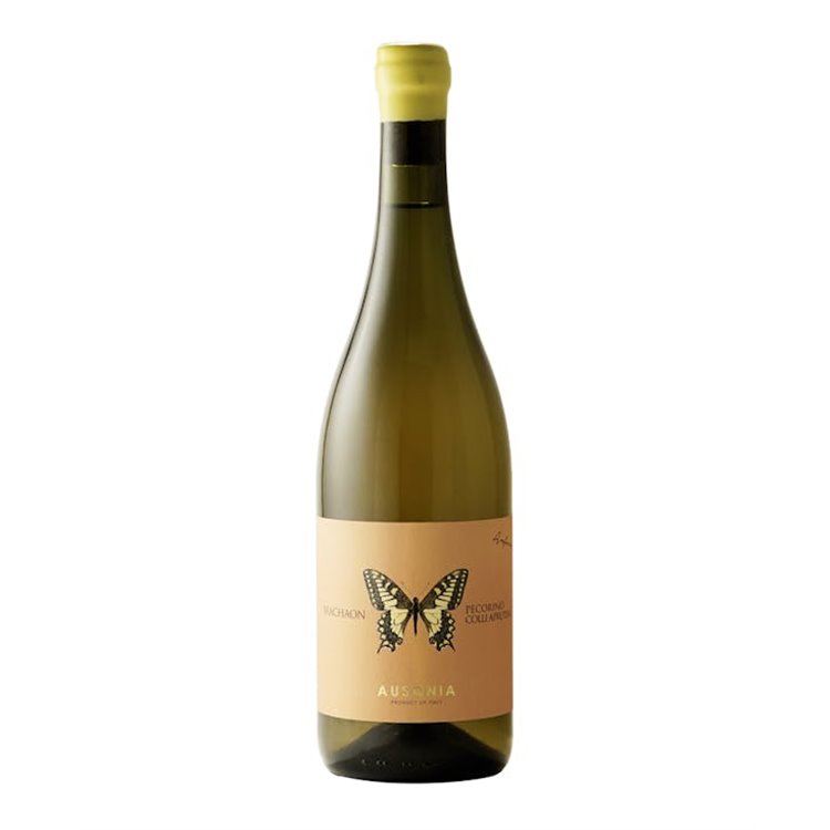 AUSONIA Azienda Agricola di Binelli Simone Anfora Machaon PECORINO COLLI APRUTINI .. 2022 AUSONIA Azienda Agricola di Binelli Simone Anfora Machaon PECORINO COLLI APRUTINI .. 2022