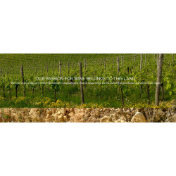 Conegliano Valdobbiadene D.O.C.G. Extradry Prosecco Superiore Millesimato  - BiancaVigna